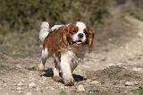 CAVALIER KING CHARLES 300